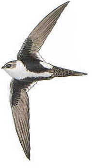 swift.gif (20911 bytes)